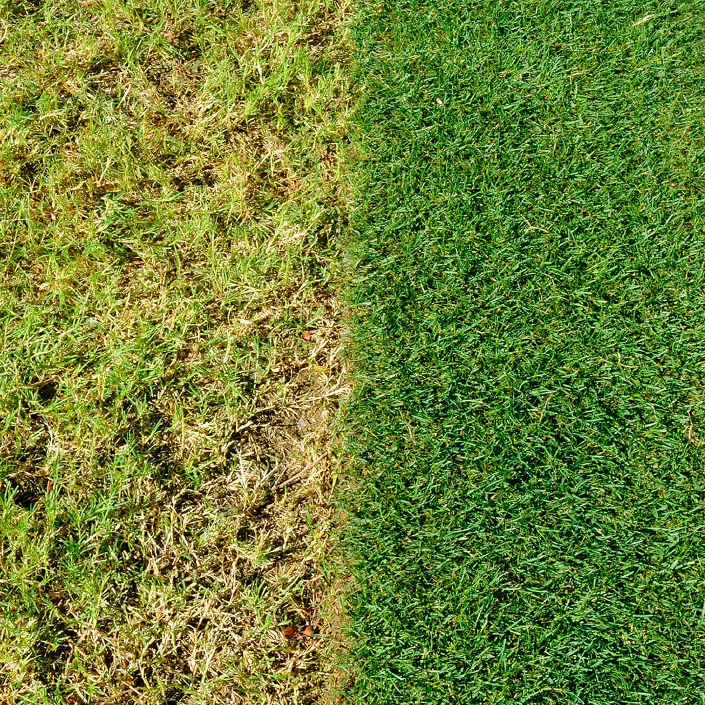 Complete 4 in 1 Lawn Food, 360 M² Bag, Lawn Food, Weed & Moss Control