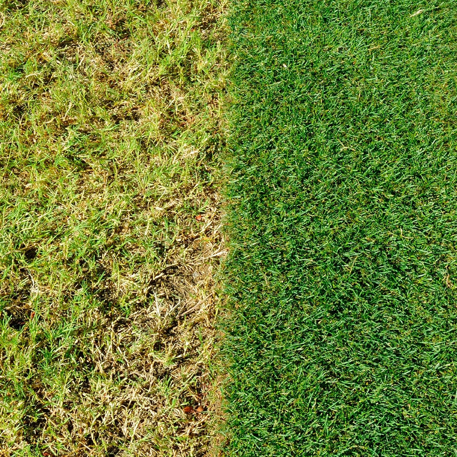 Complete 4 in 1 Lawn Food, 360 M² Bag, Lawn Food, Weed & Moss Control